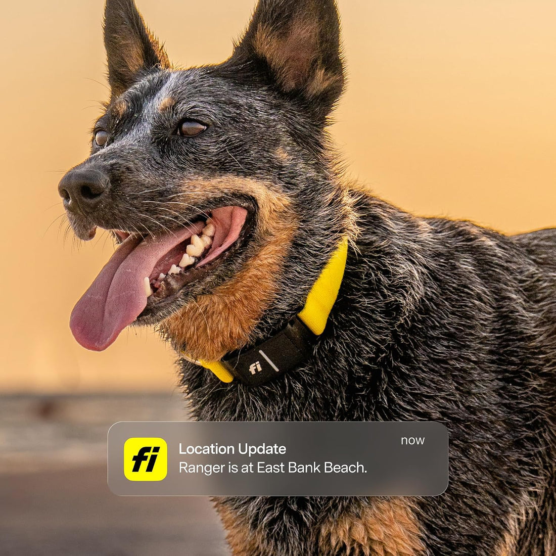 Fi Series 3+ GPS Dog Collar & Tracker, Membership Required, Gray L