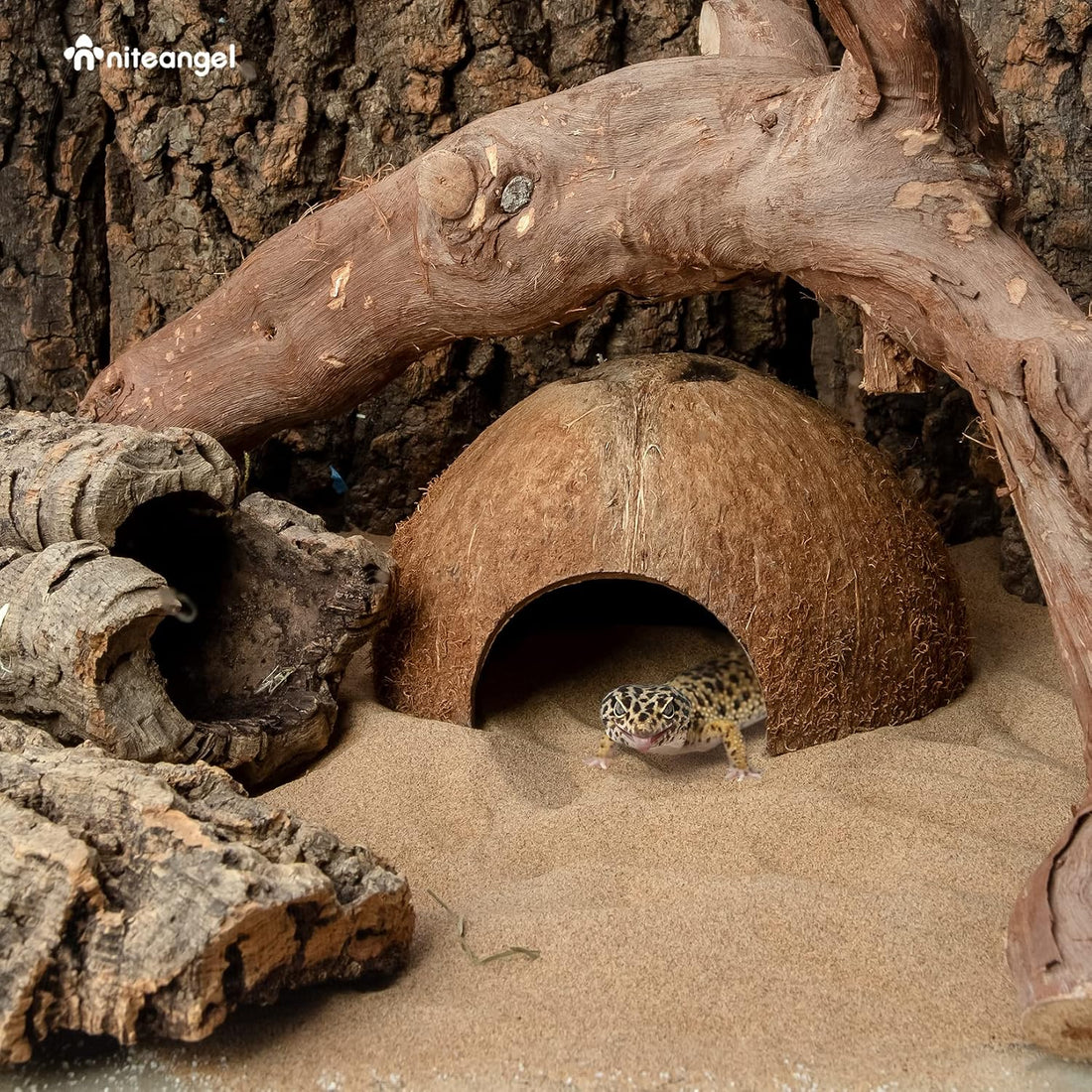 2 Pack Natural Coconut Reptile Hideouts, Lizard