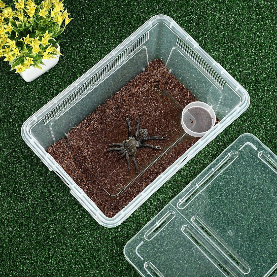 8 Pcs Reptile Breeding Box, Vent Strips, Clear, 10.6 x 7.4 x 4.7 Inch