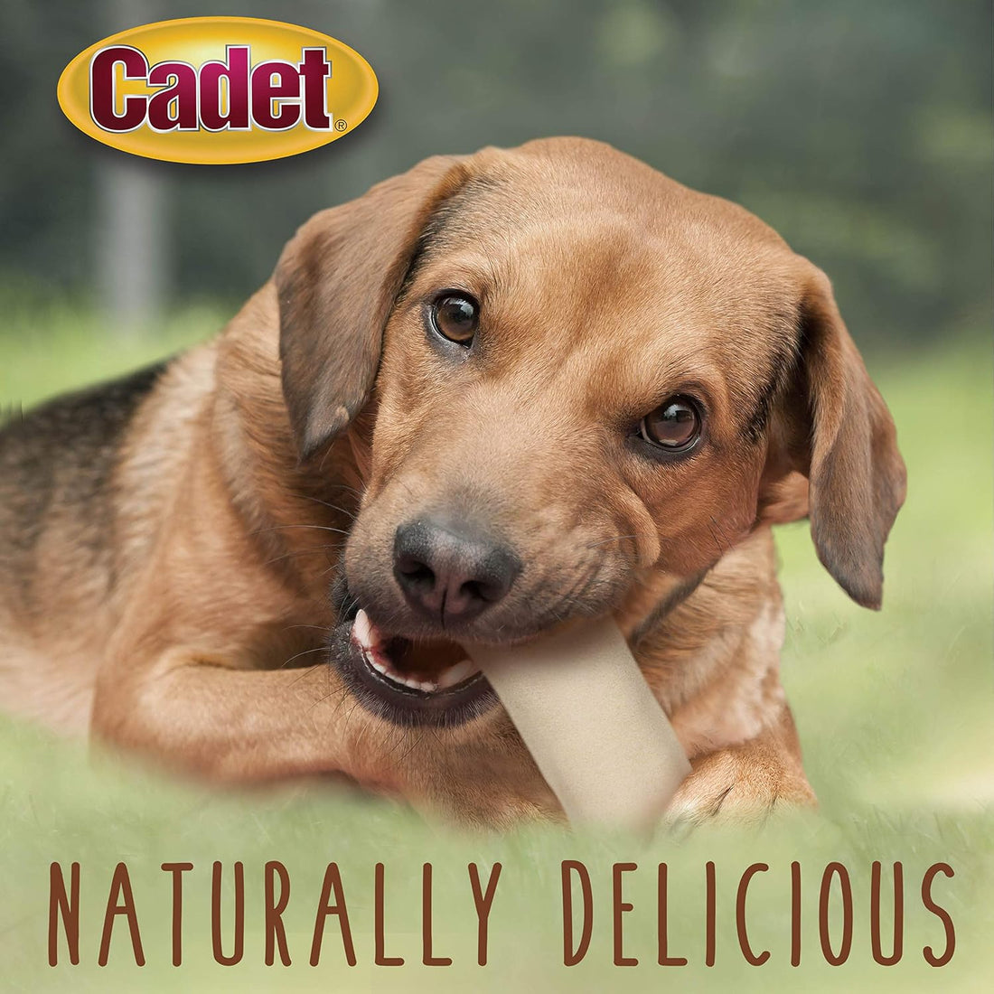 Cadet Premium Grade Beef Hide, Long-Lasting Rawhide Rolls