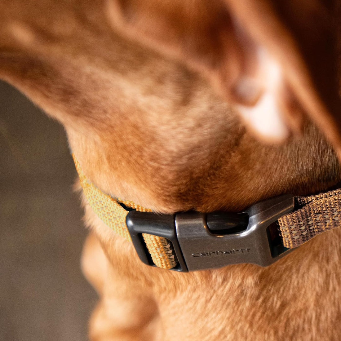 Carhartt Nylon Webbing Dog Collar