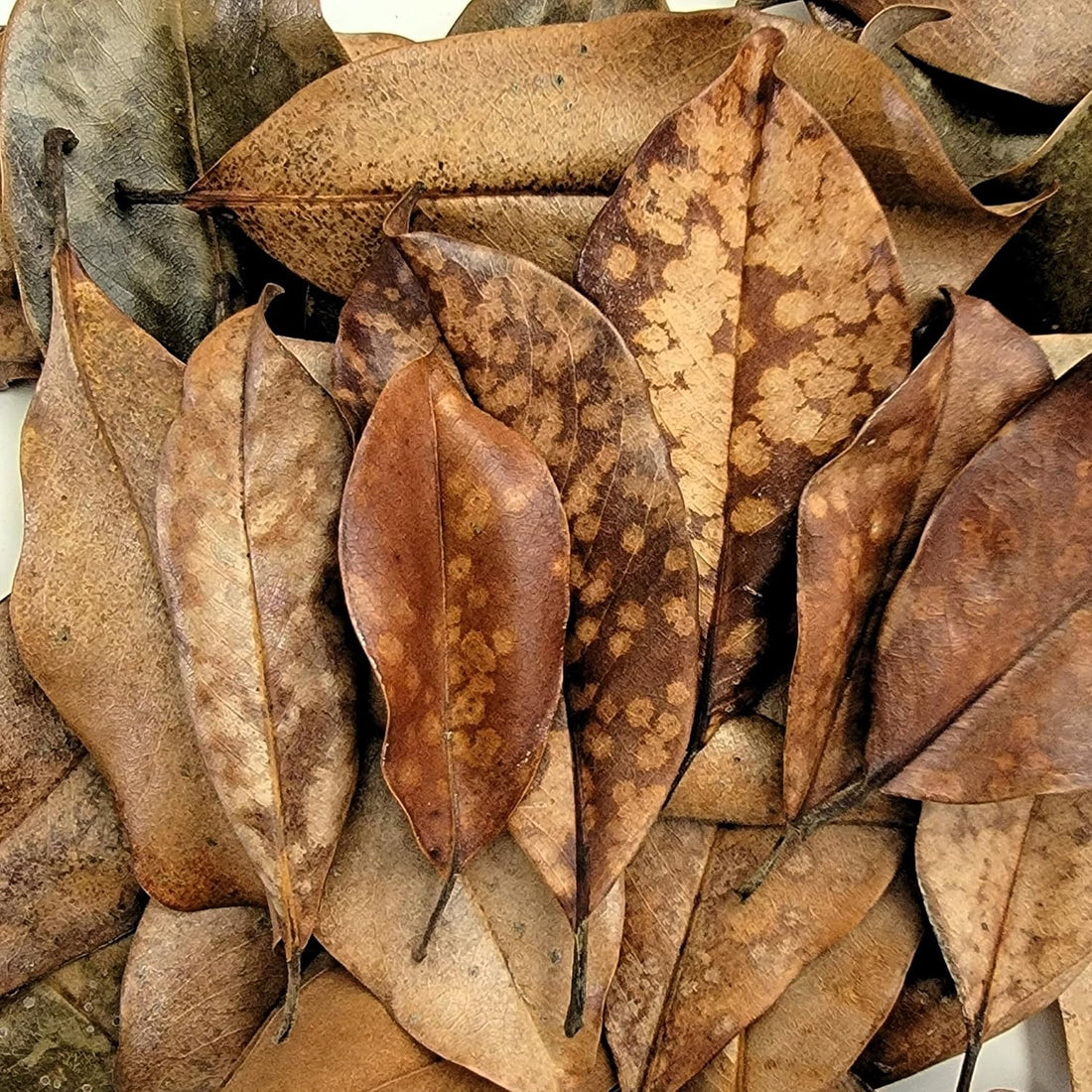 Magnolia Leaf Litter, 30-35 Leaves
