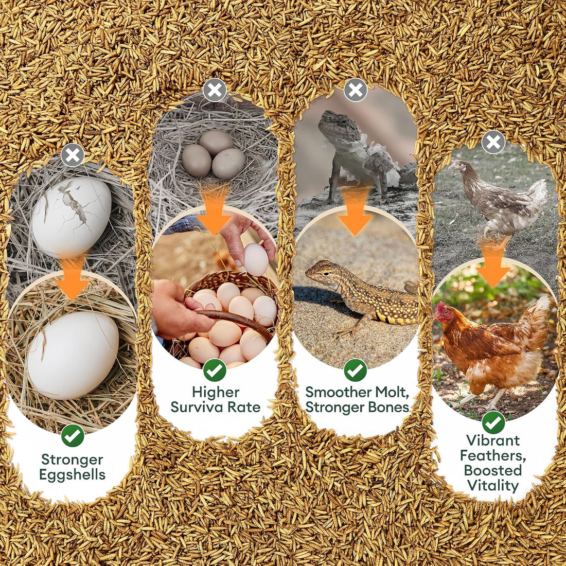 BUCATSTATE Dried Black Soldier Fly Larvae for Chickens and Ducks