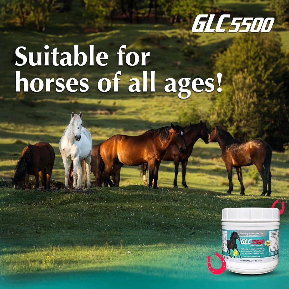 GLC Direct 5500 Equine Formula - Joint Supplement for Horses