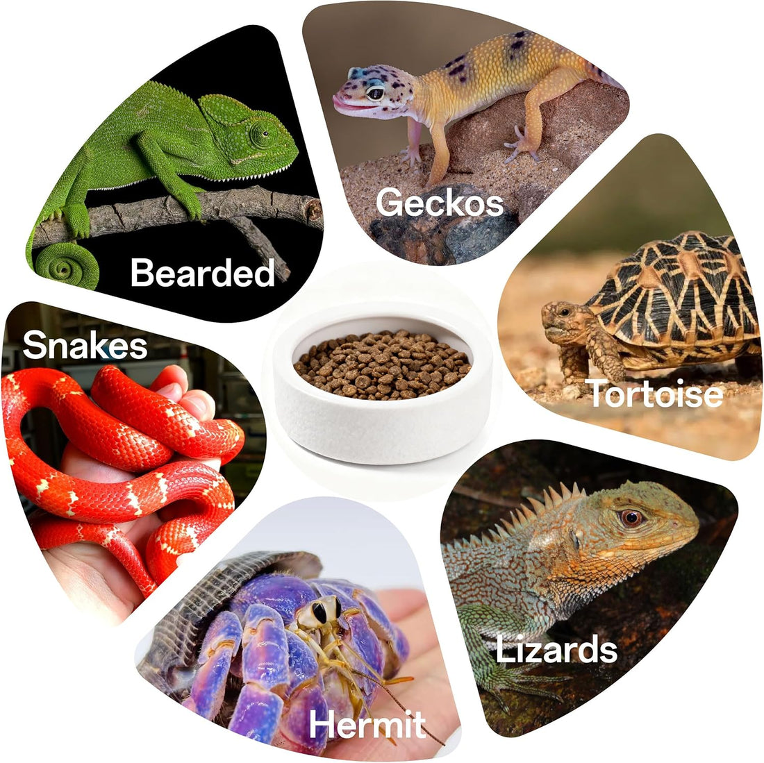 Escape-Proof Reptile Food Dish Bowl