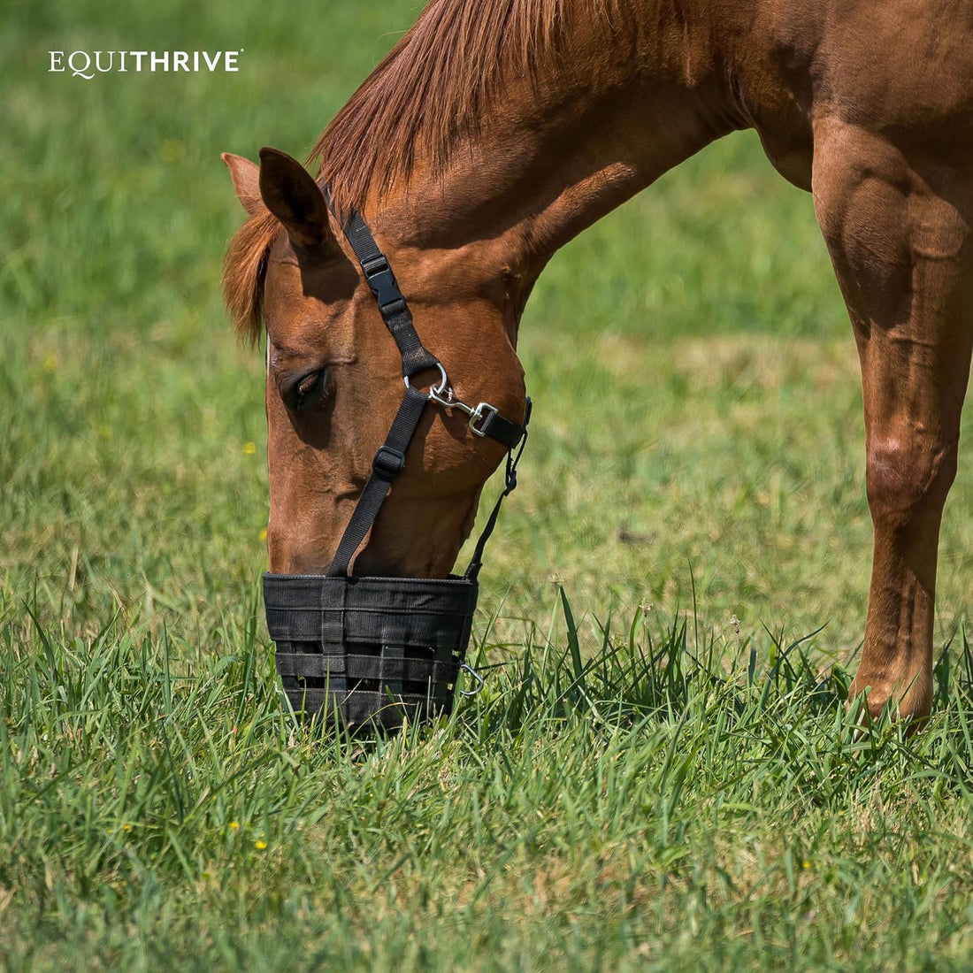 Equithrive MetaCare Pellets Horse Supplement, 3.3 lbs, 30 Day Supply