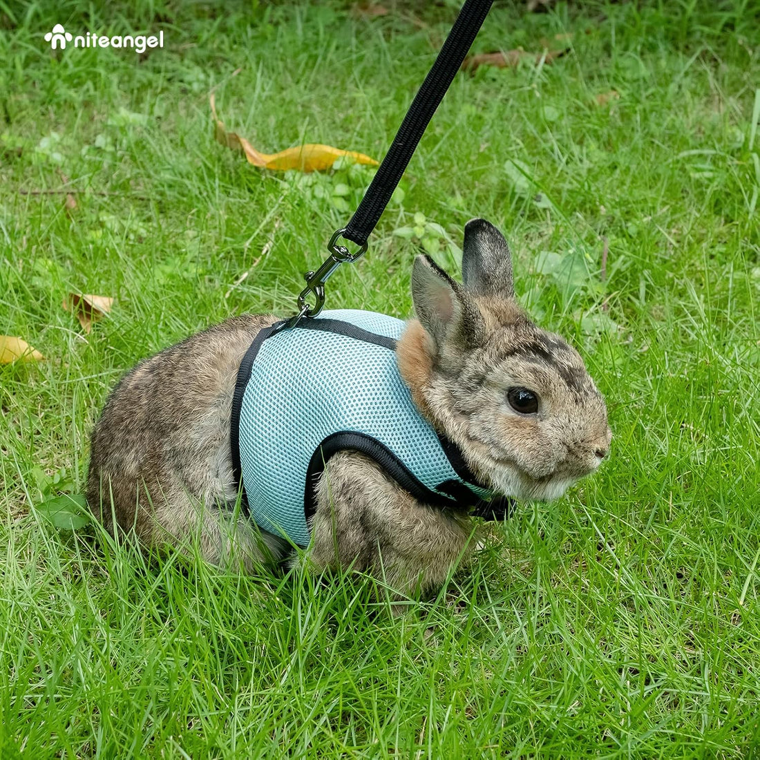 Niteangel Adjustable Soft Harness with Elastic Leash for Rabbits