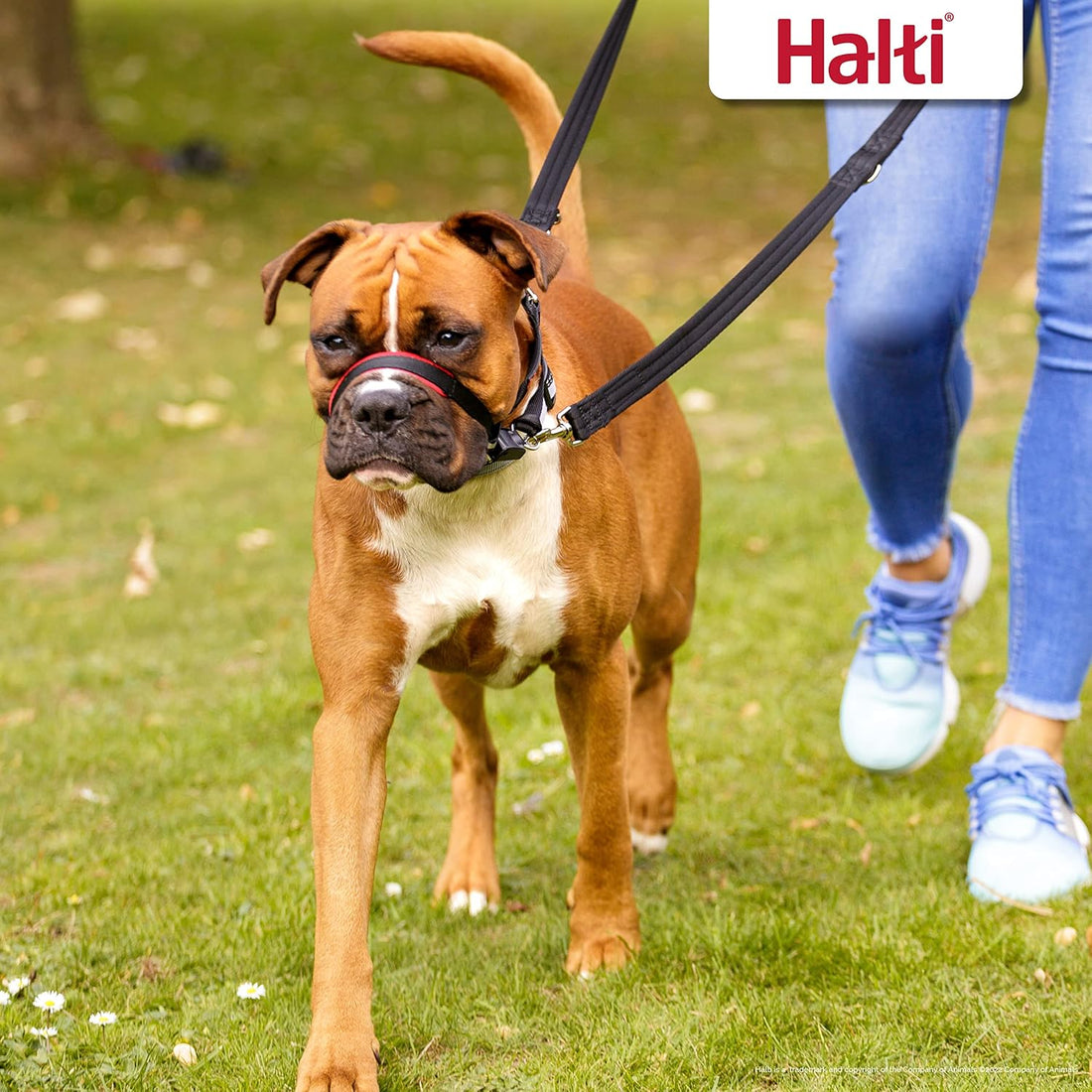 Halti Optifit Headcollar & Training Leash Bundle