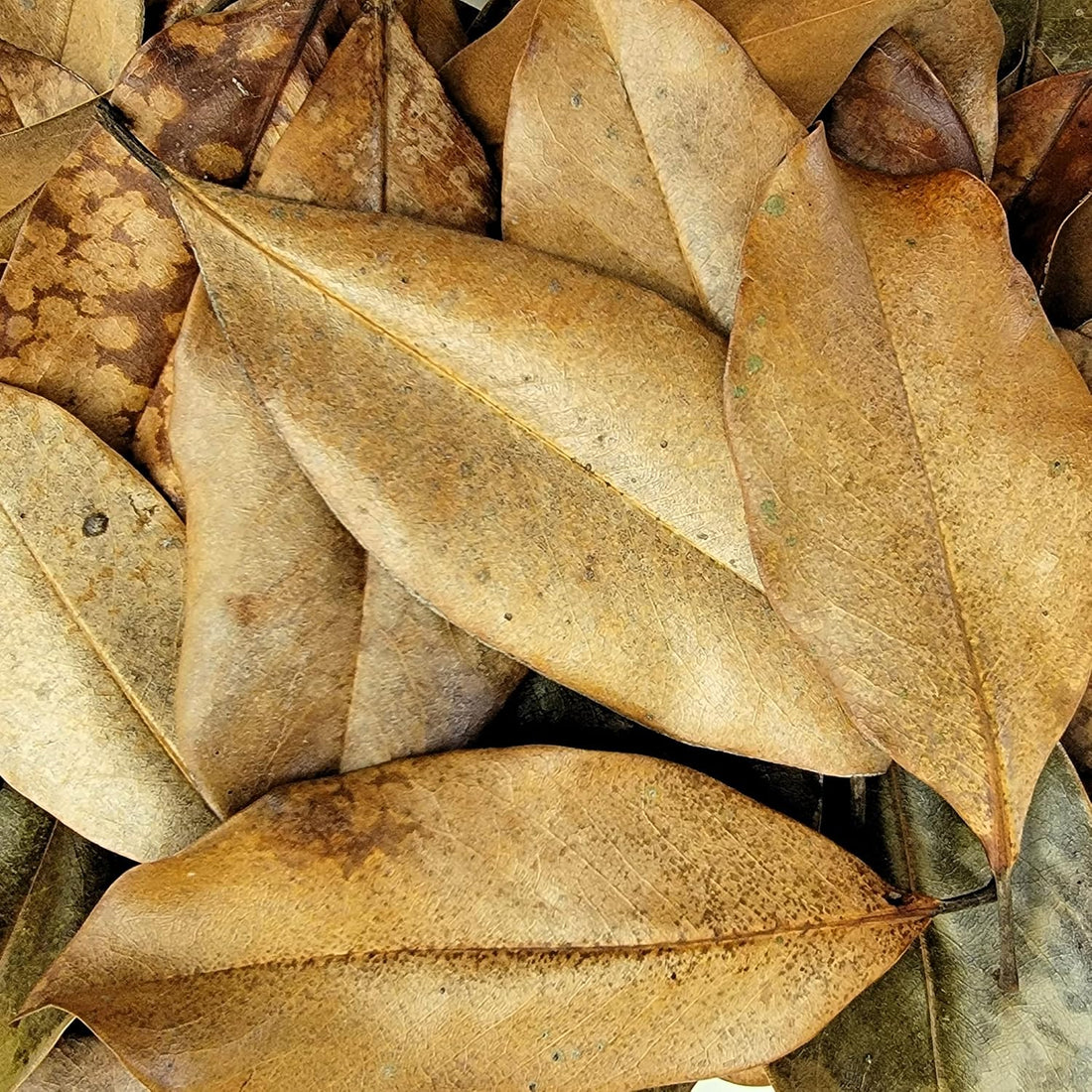 Magnolia Leaf Litter, 30-35 Leaves