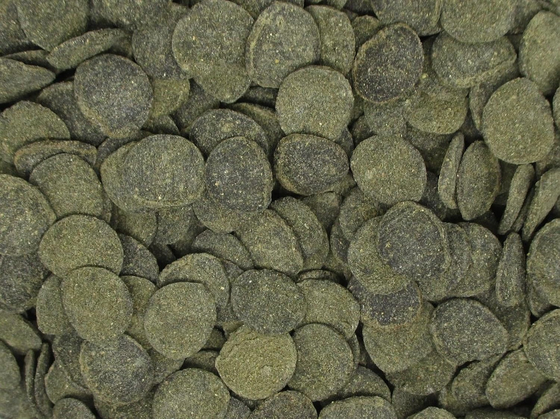 Mini Algae Discs - Sinking Diet for Snails