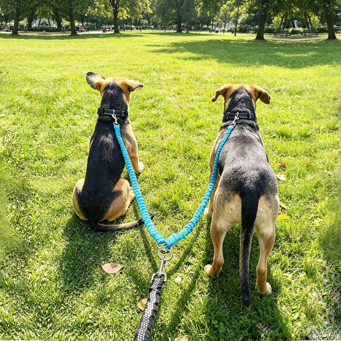 Double Dog Leash Coupler, Different Length Splitter for 2 Dogs