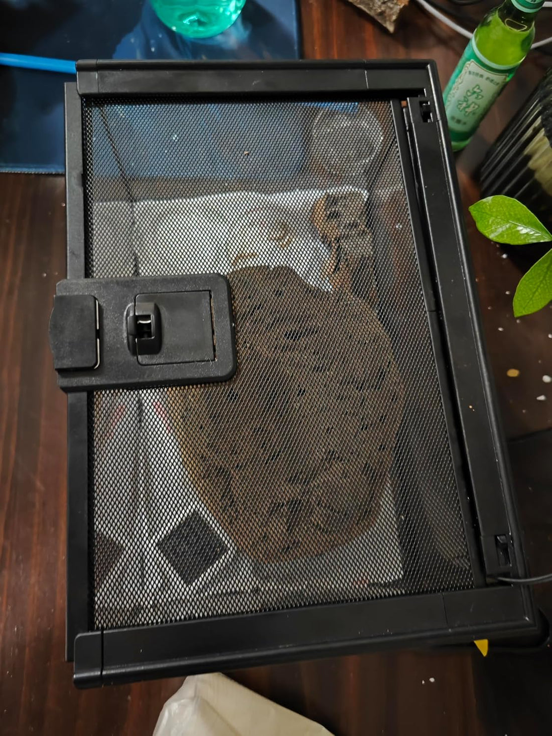 AWXZOM Mini Reptile Glass Terrarium Tank