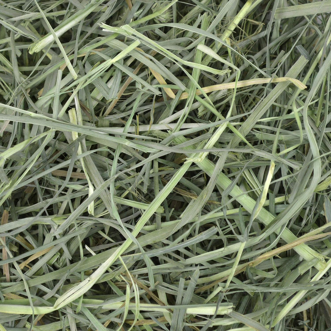 Oxbow Orchard Hay, Rabbit & Guinea Pig Hay, Hand-Sorted, De-Dusted