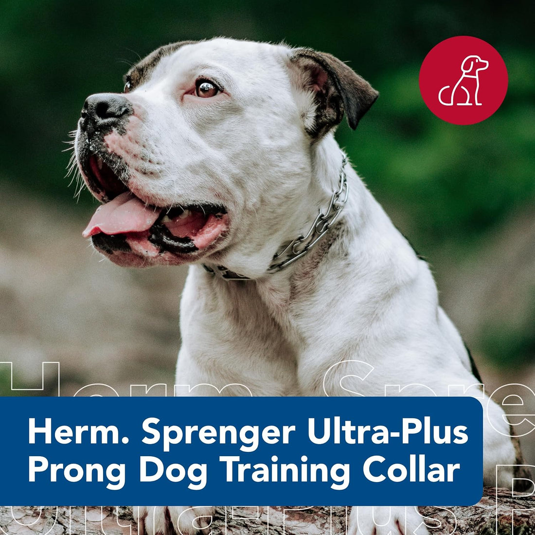 Herm SPRENGER Ultra-Plus Prong Dog Training Collar