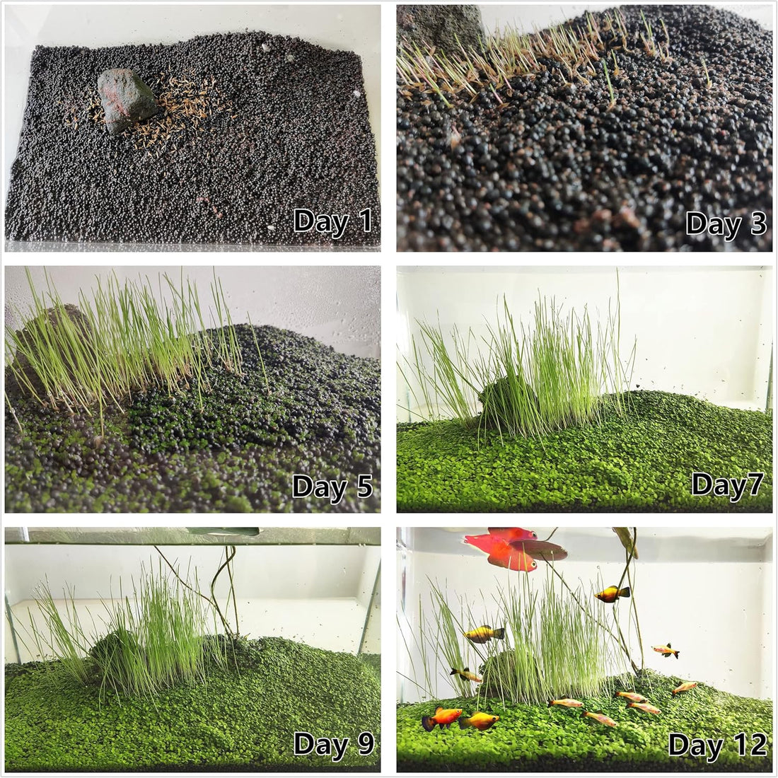 3 Bags Aquarium Plant S.e.e.d set, not aritifical plastic