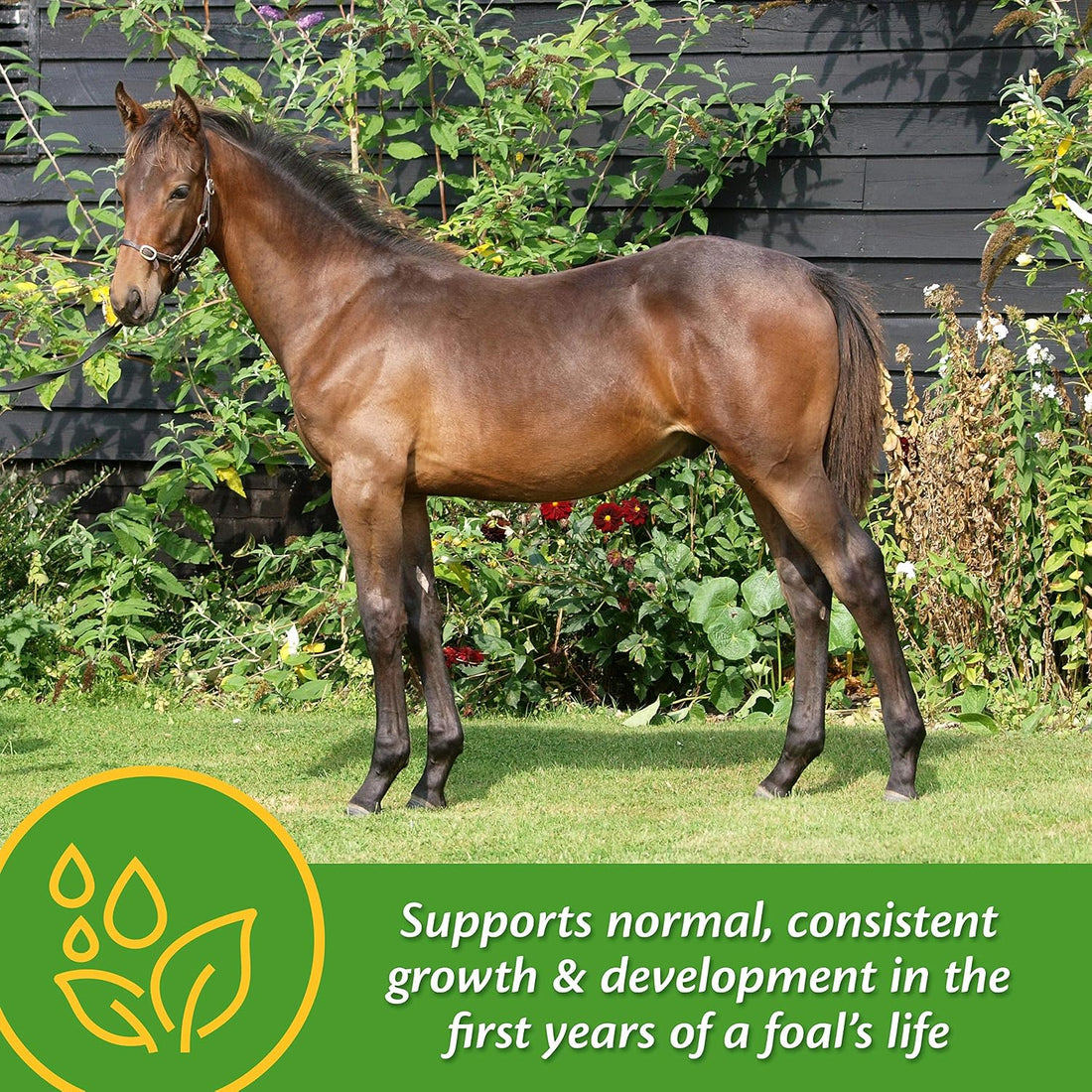 Farnam Grow Colt Growth & Development Supplement 3.75 Pounds