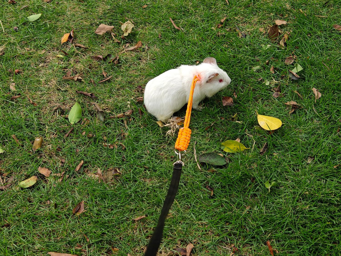 GOMICRAFT Handmade Figure 8 Harness and Leash for Ferrets/Guinea