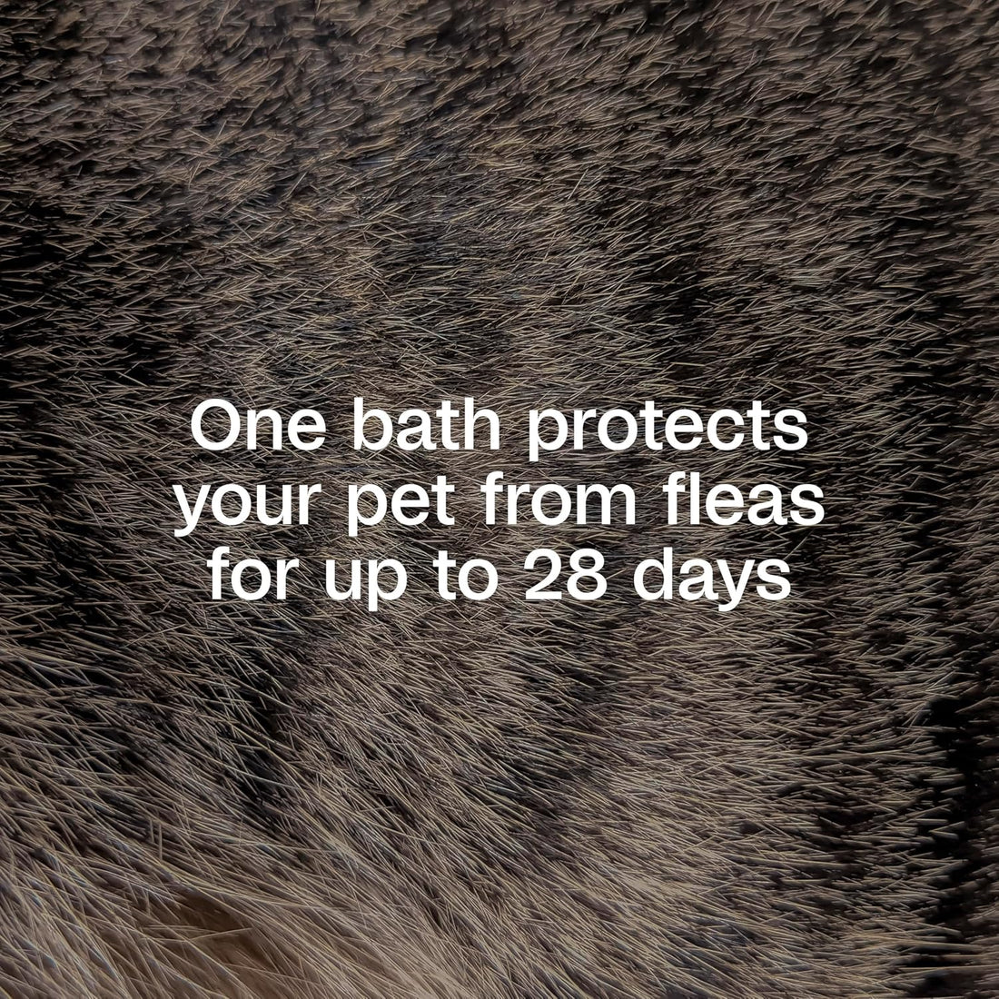 ADAMS Plus Flea & Tick Shampoo with Precor for Dogs & Cats, 24 oz