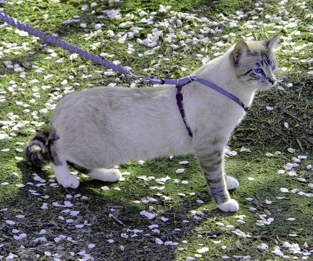 PetSafe Come with Me Kitty Harness and Bungee Leash Adjustable