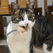 Plush Catnip Mice Toys with Rattle Sound- 2 Pcs Interactive Cat Toys