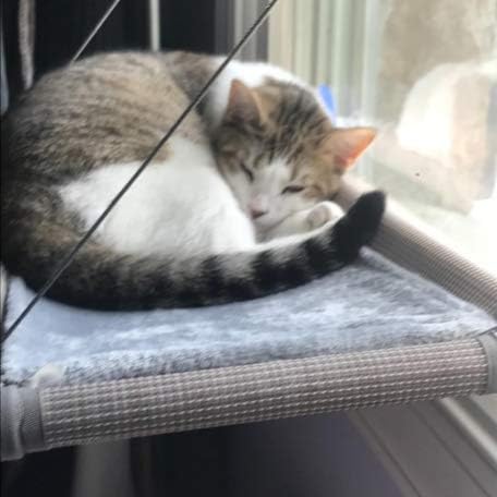 PEFUNY Cat Window Hammock – Mess-Free Waterproof Cats Window Perch