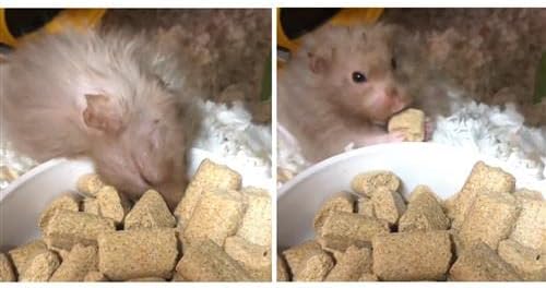 Rodent Blocks - Nutritional Rodent Food - for Rats, Mice, Squirrels