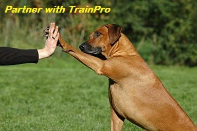 Waterproof TPU Replacement Strap for Dog Training Collar, 27.5 in
