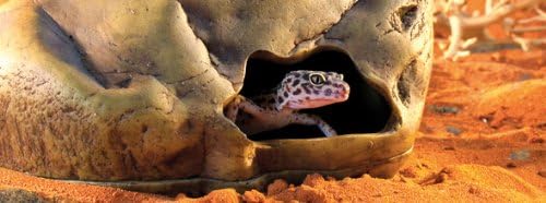Exo Terra Gecko Cave for Reptiles and Amphibians, Reptile Hideout