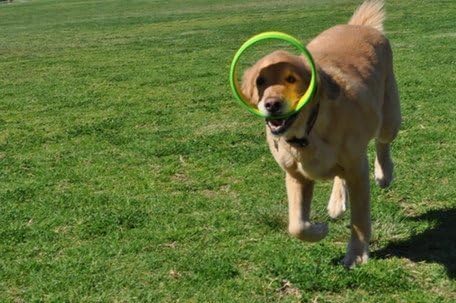 HurriK9 Dog Ring Launcher, Starter Pack Launcher + 3 Standard Rings