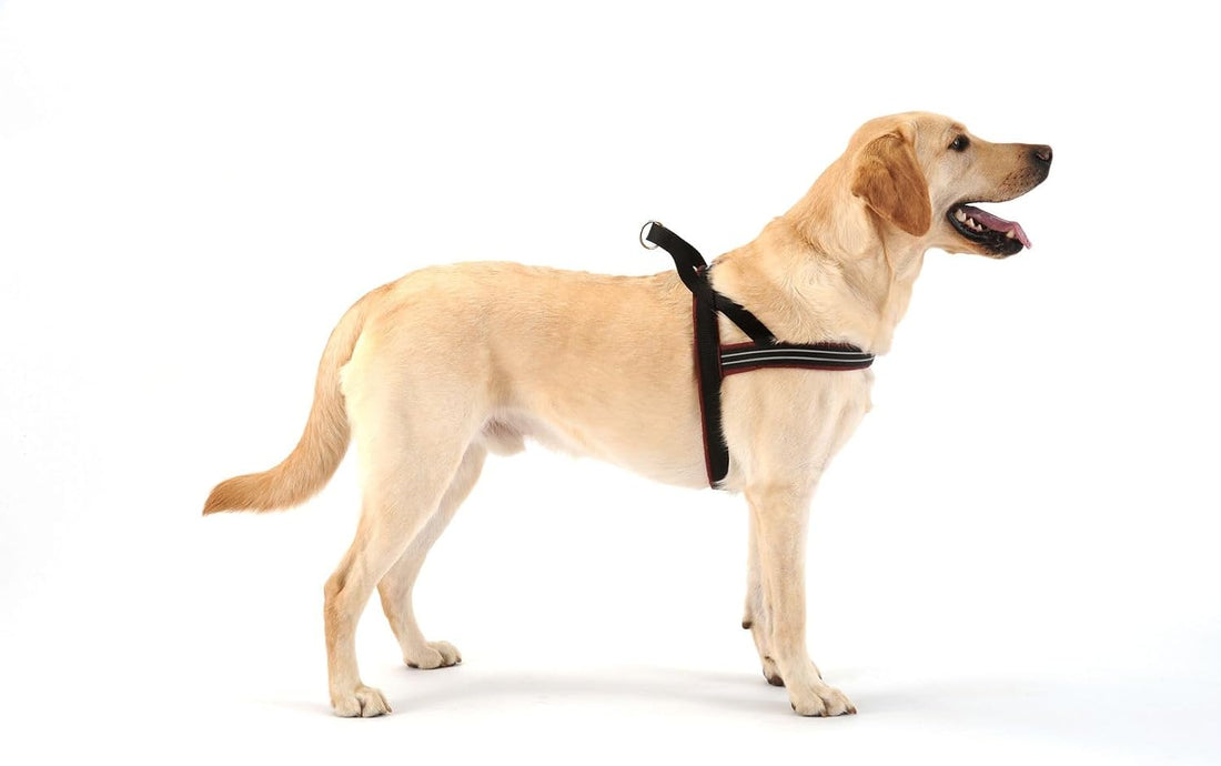 ComfortFlex No-Choke Non-Chafe Sport Dog Harness