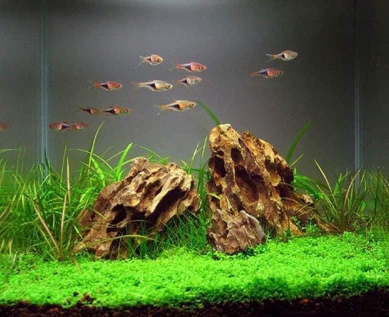 AWXZOM Natural Dragon Rock Carefully Selected Mixed Sizes