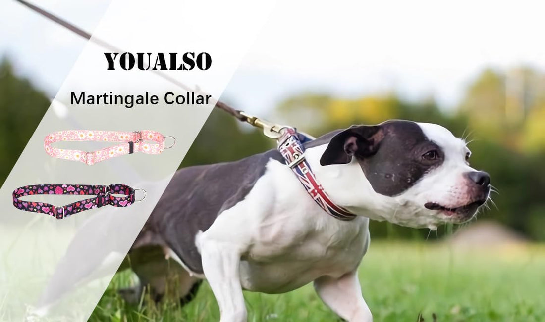 Martingale Collar for Dogs, No-Slip Escape Proof Choke No Pull Cinch