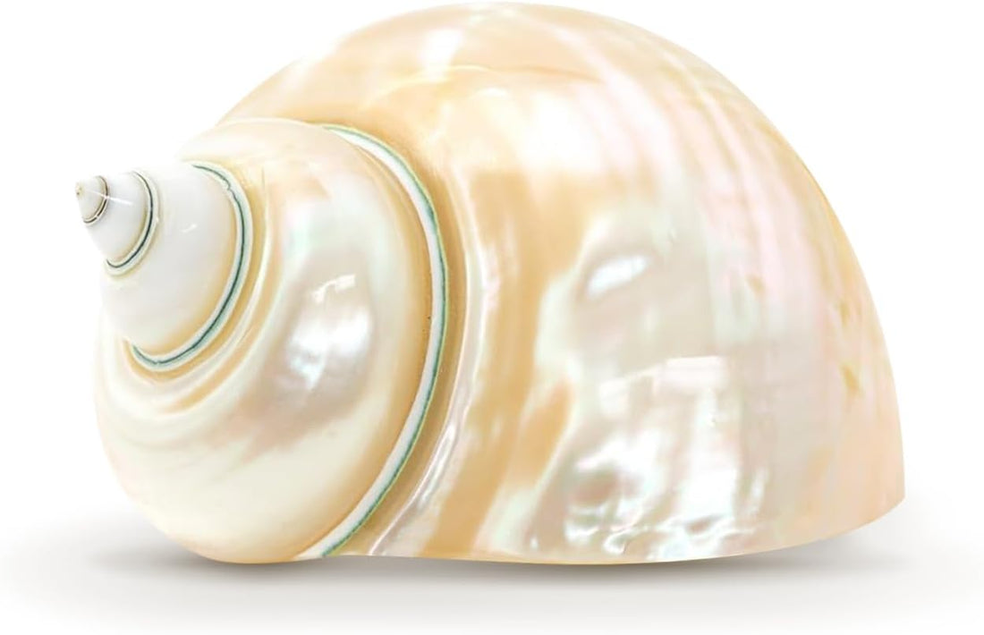 Hermit Crab Shells | Turbo Shells