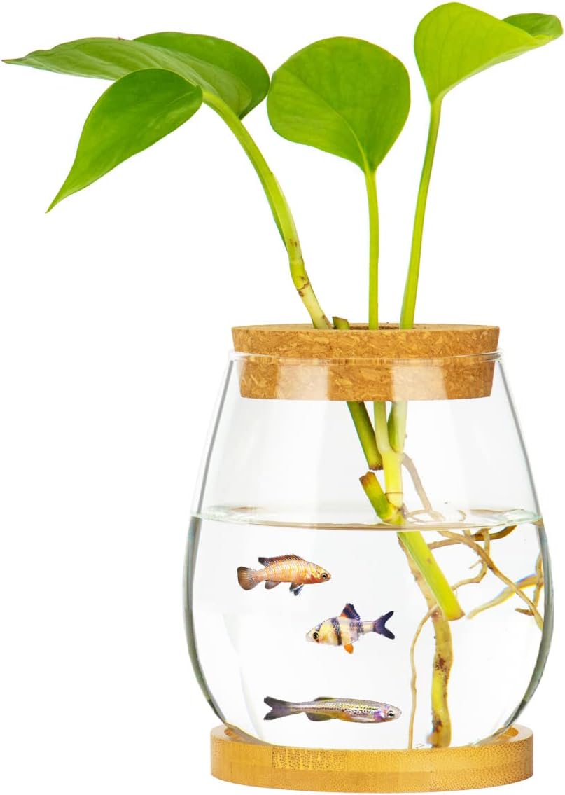 Desktop Fish Bowl Clear Glass Small Fish Tank with Wood Lid
