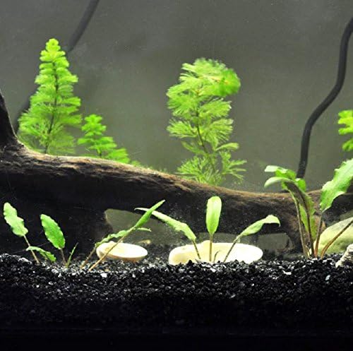 Hewnda 1 LB Natural Black Sand Aquarium Substrate