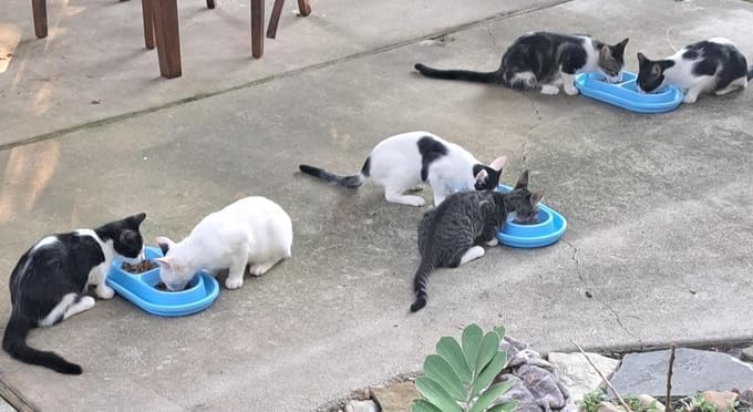 Ant Proof No Spill Cat Dog Pet Bowl 32 Oz Spill Proof Food Water