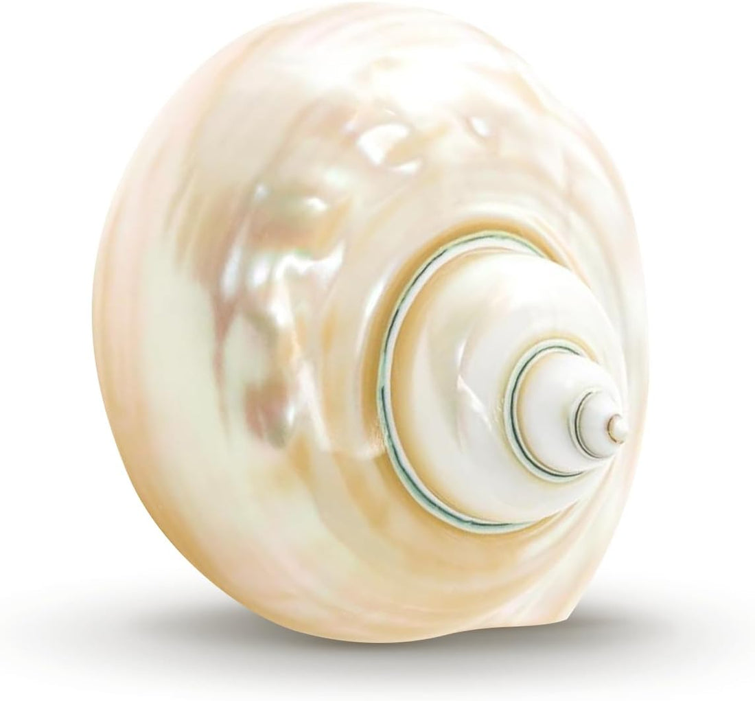 Hermit Crab Shells | Turbo Shells