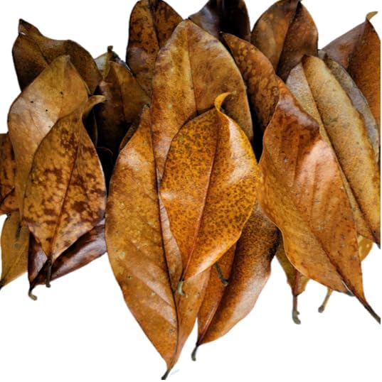 Magnolia Leaf Litter, 30-35 Leaves