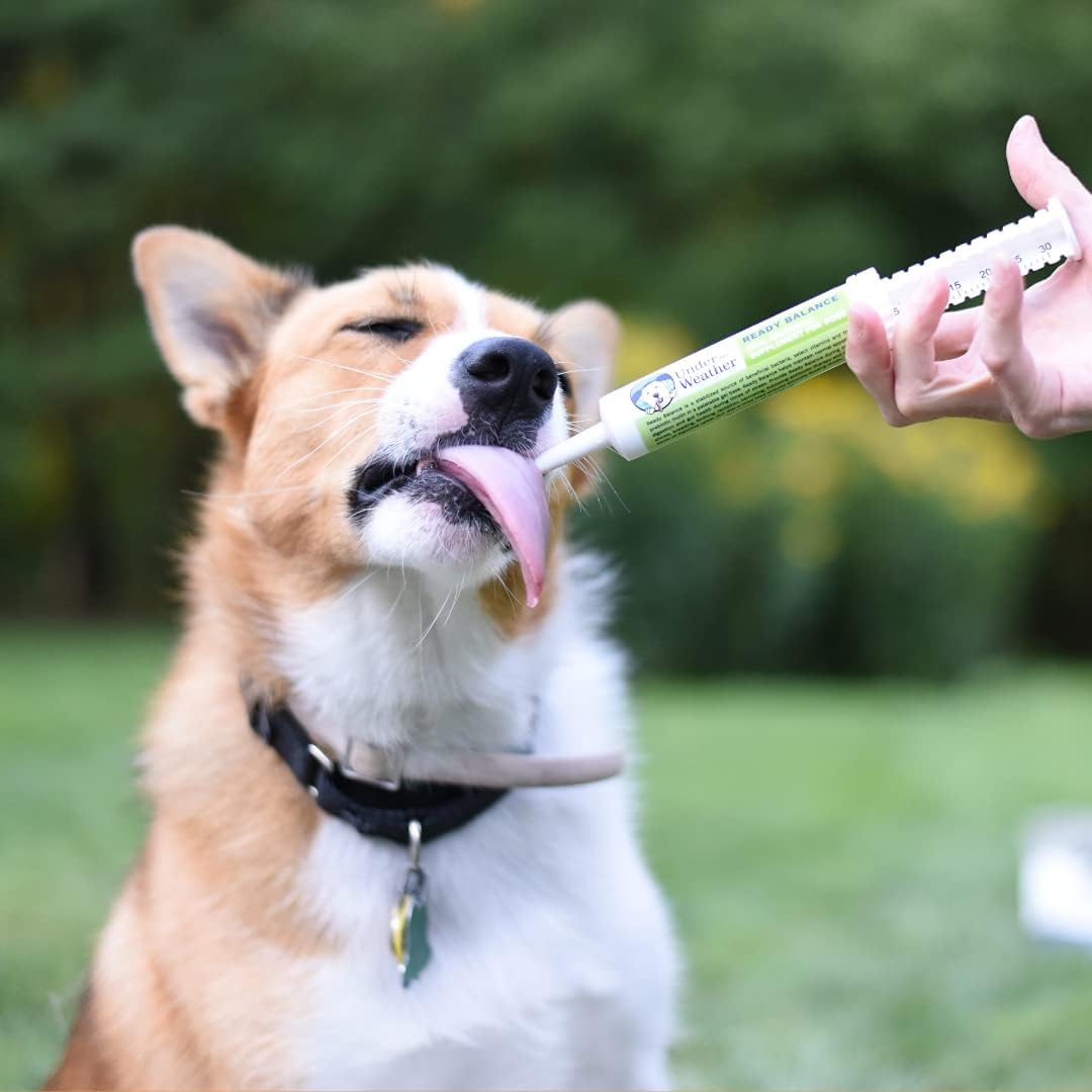 Under the Weather Pet | Ready Balance