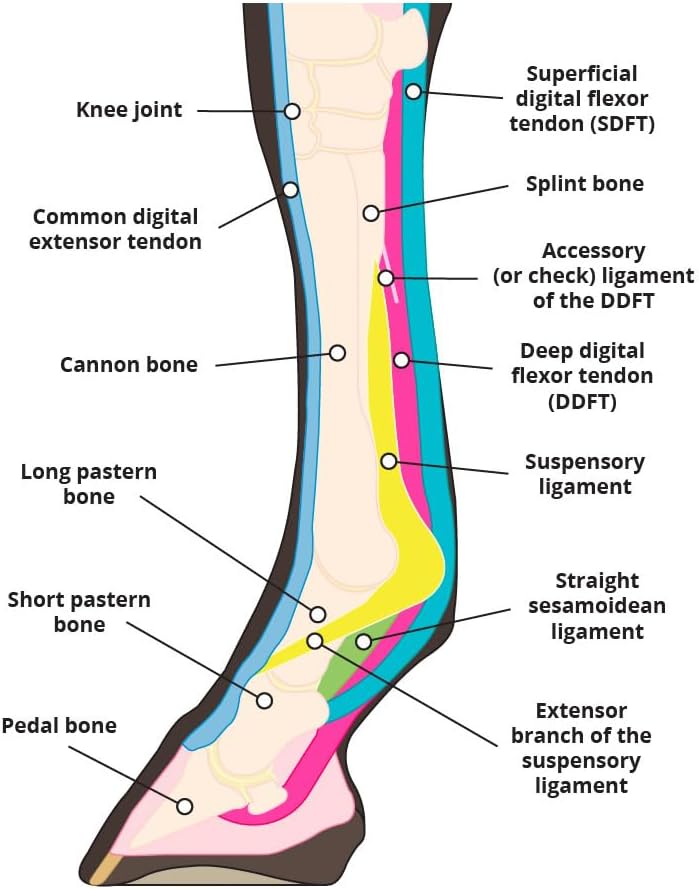 Elastic Compression Bandage Wrap for Horses