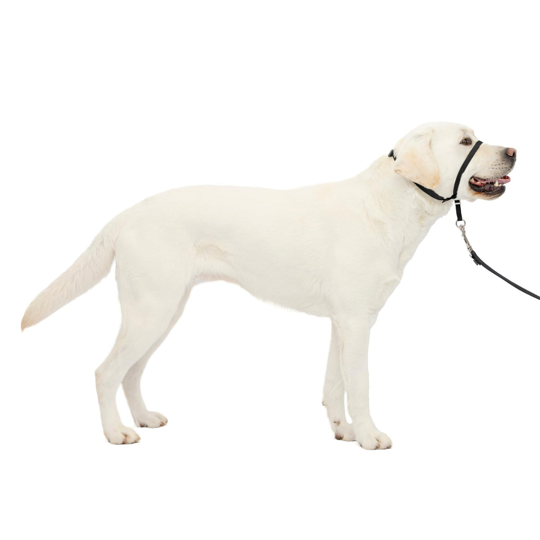 PetSafe Gentle Leader No-Pull Dog Headcollar