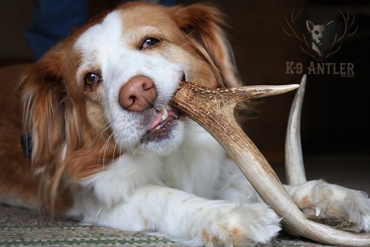 Elk Antlers for Dogs – Large Whole Natural Chew