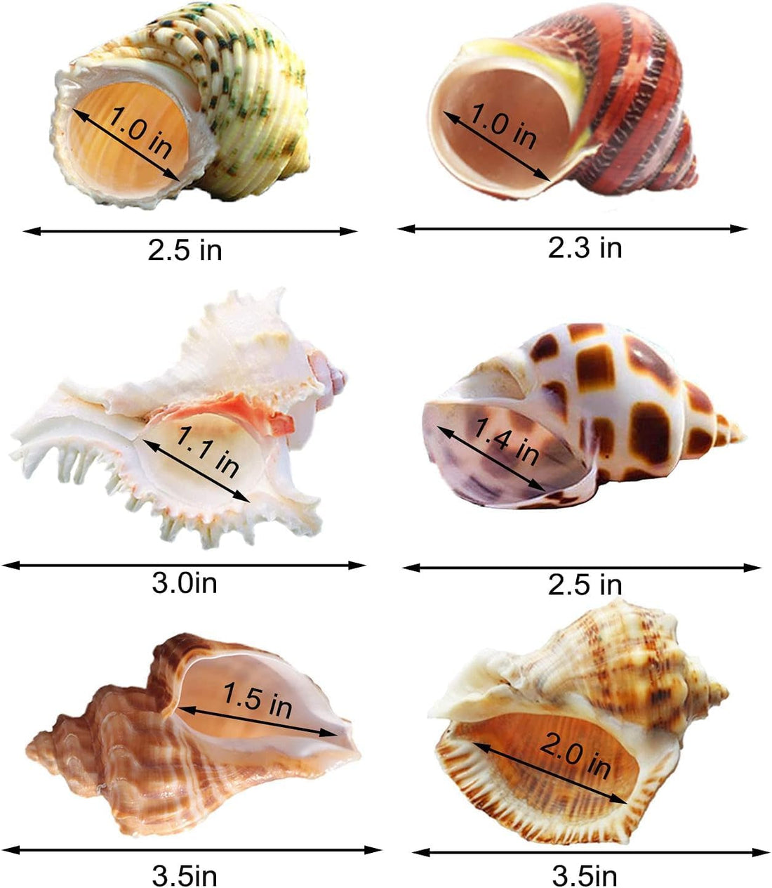 SINKOO 6PCS Hermit Crab Shells Medium to Large