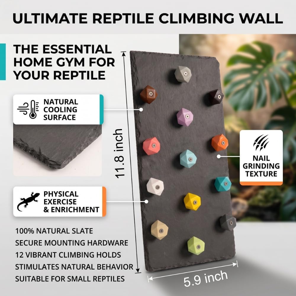 Large Bearded Dragon Climbing Wall, Natural Slate Board
