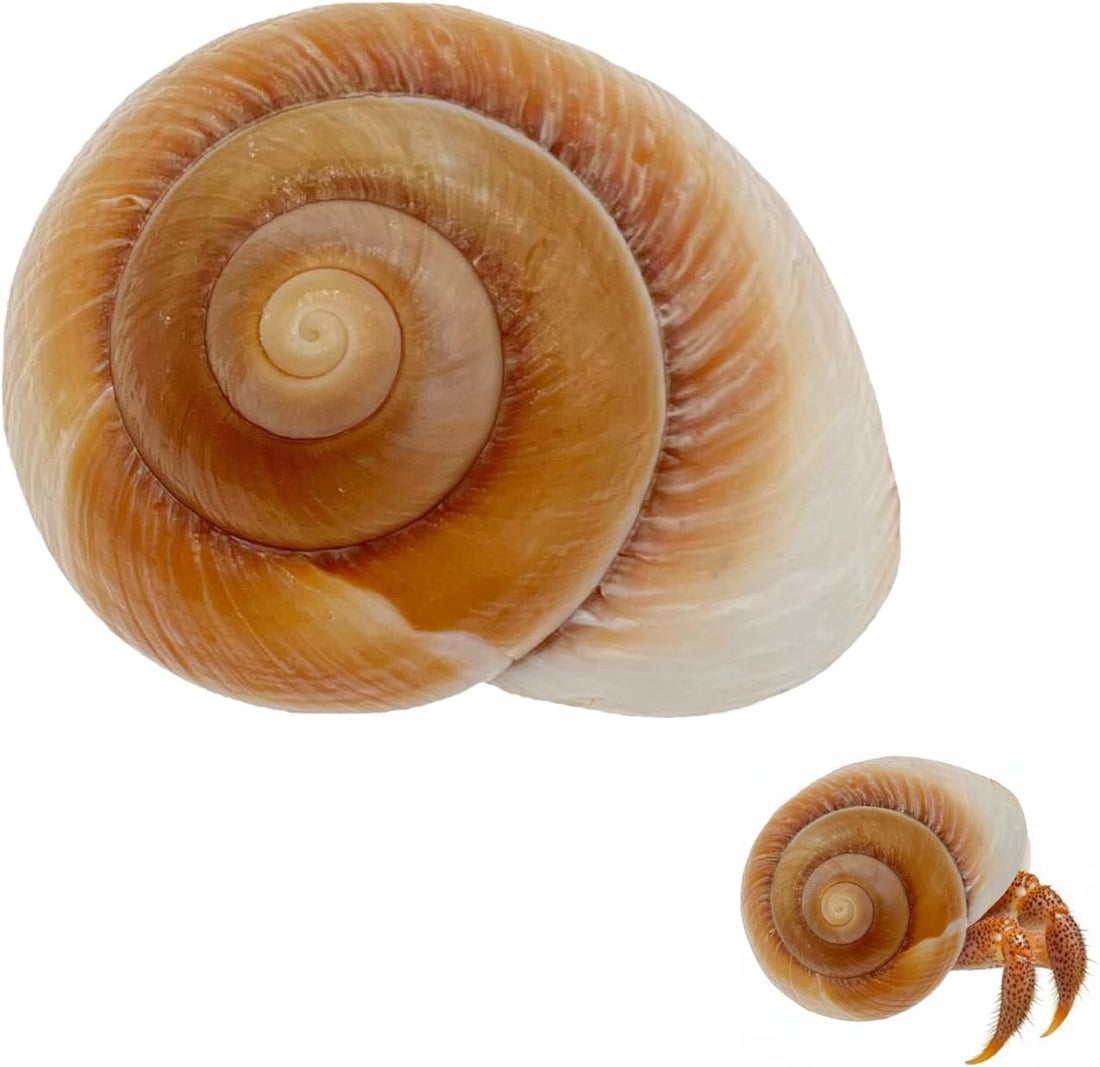 NIIIYTYB Large Hermit Crab Shells Extra Shells 2.7~3.5 Inch Big Empty