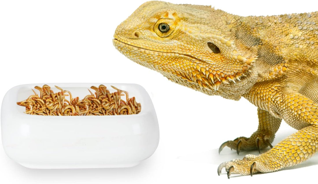 Ceramic Reptile Food Bowls, Reptile Water Food Dish