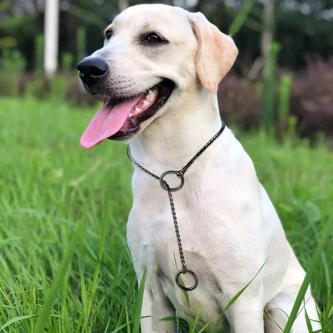 Stainless Steel Dog Choke Chain Collar for Training Walking