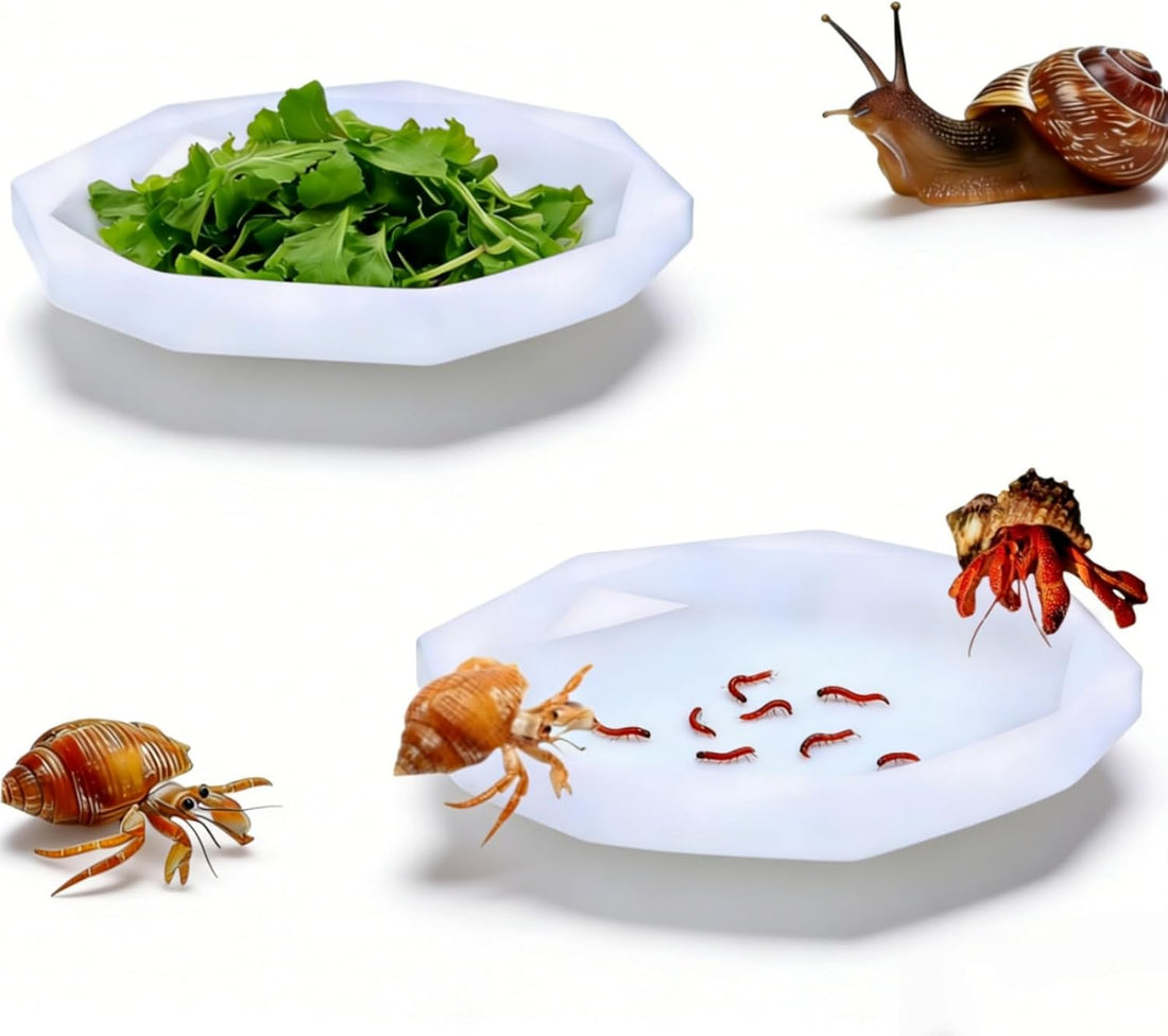 Snail Food and Water Bowl, Pet Snail Feeder