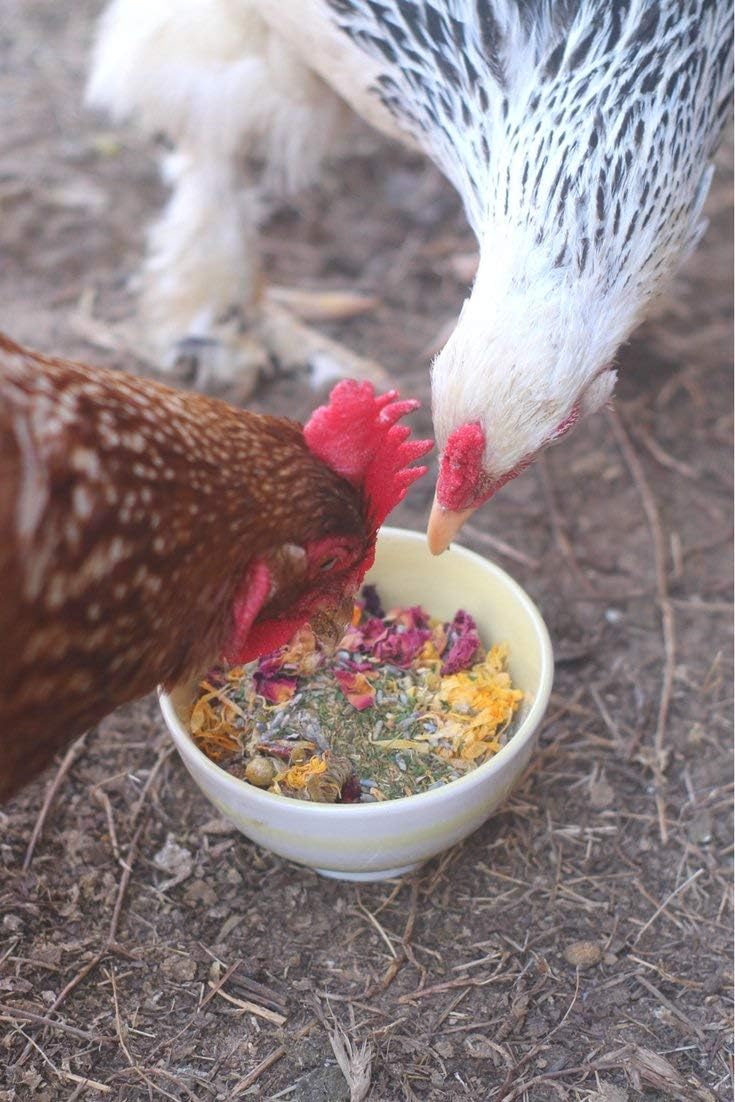 Pampered Chicken Mama Nesting Herbs for Chickens