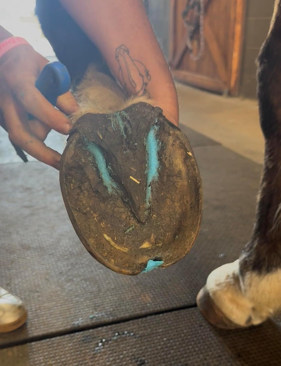 Pro Packing Paste Topical Horse Hoof Care 8oz